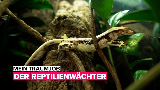 go to Mein Traumjob: Der Reptilienmann