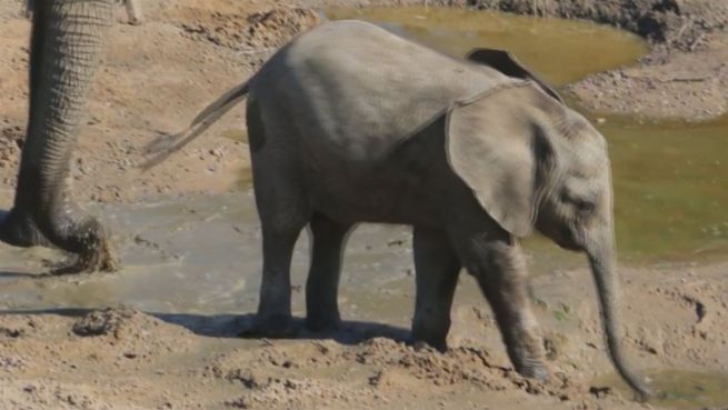 go to Kleiner Dickhäuter ganz groß: Babyelefant erkundet Zoo
