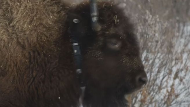 go to Rückkehr der Bisons: Kanada gibt Herden Freiraum