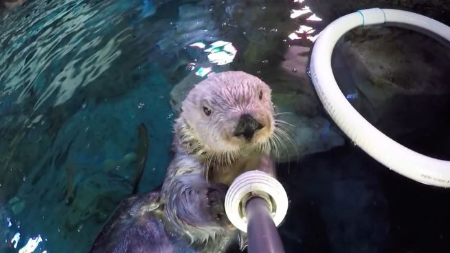 go to Charlie und der Selfie-Stick: Otter ganz verspielt