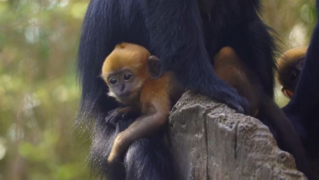 go to Tierischer Nachwuchs: Affenbabys verzaubern Los Angeles