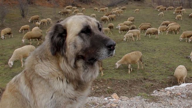 go to Reiseziel Kosovo: Urlaub im jüngsten Land Europas